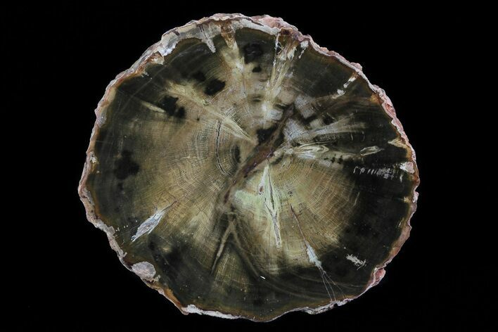 Triassic Petrified Wood (Woodworthia) Slab - Zimbabwe #78894